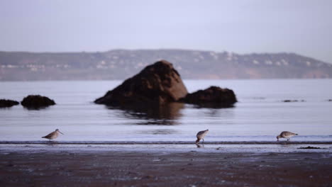 Whimbrels-Foraging-Along-The-Sandy-Shore-Of-A-Lake-At-Sunset-In-South-Ireland--Medium-Shot