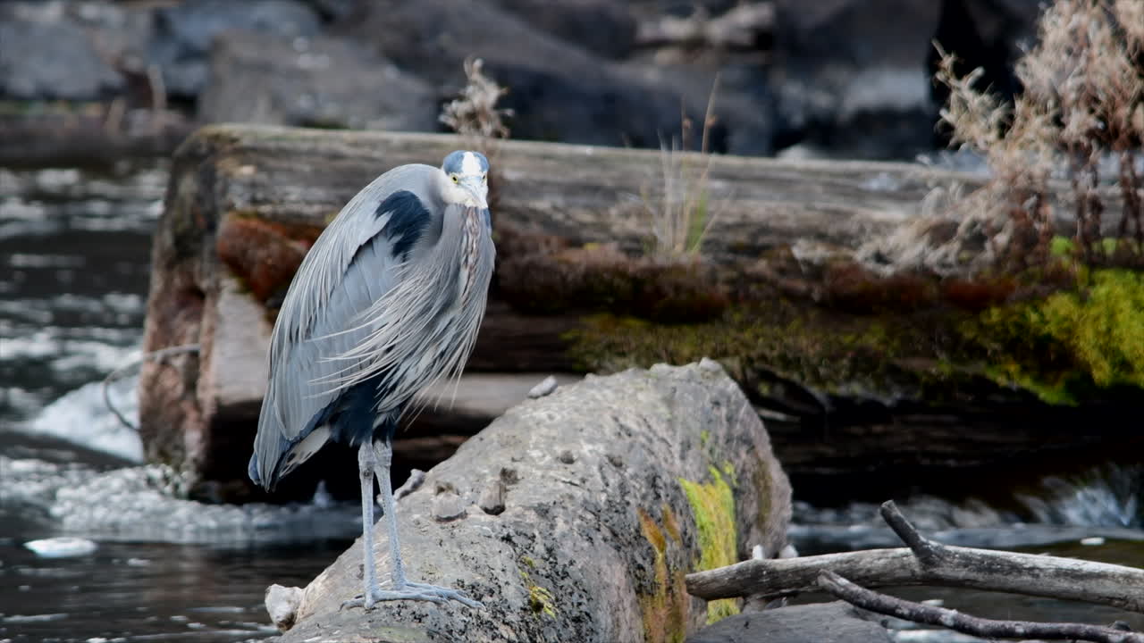 A great blue heron on a log in the Deschutes River, Oregon on a very windy day.