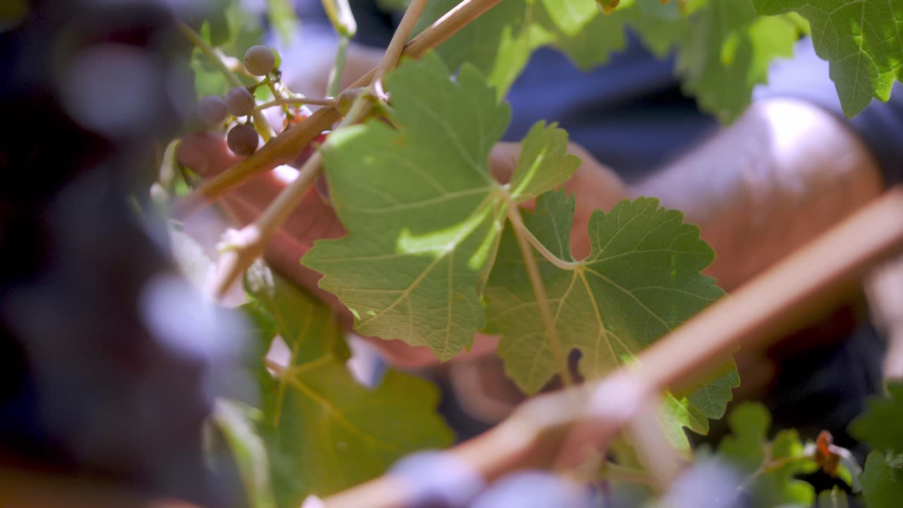 A close-up shot of a hand in a vineyard, likely checking the aging, with rows of grapevines and a clear sky in the blurred background.