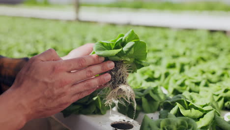 person examining a hydroponic lettuce plant
