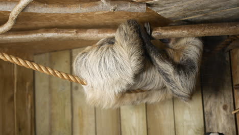 panning shot of sloth and marmosets in a zoo