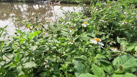 bee pollinating flowers near a riverside