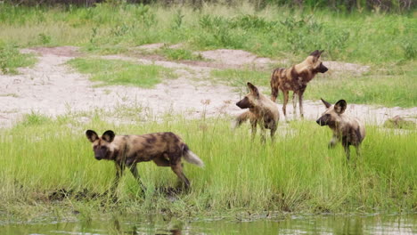 Rudel-Afrikanischer-Wildhunde,-Die-Versuchen,-Einen-Fluss-Im-Okavango-Delta-In-Botswana-Zu-überqueren