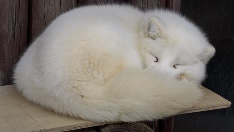 close up of a sleeping arctic fox - static shot