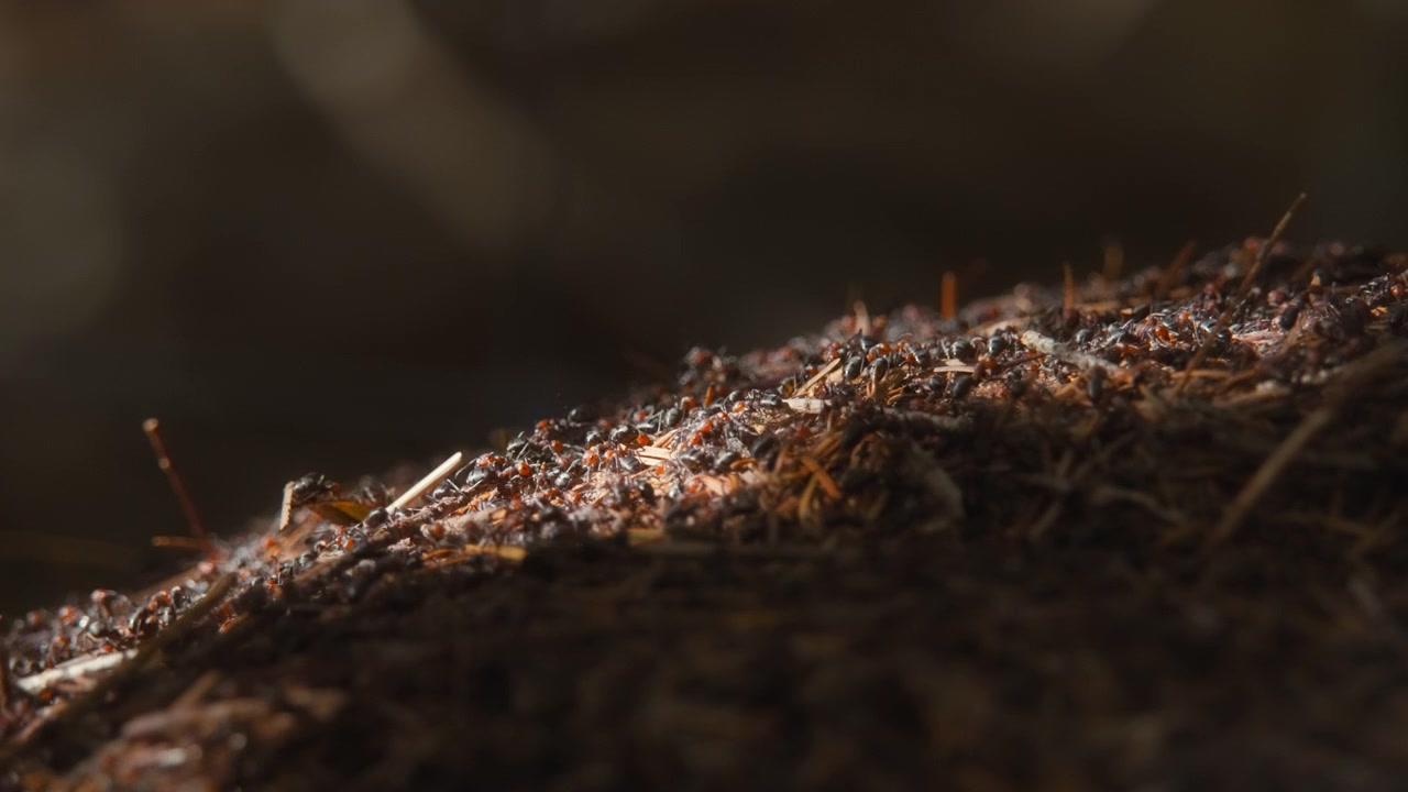 Sunlight shining over a colony of red wood ants in the forest