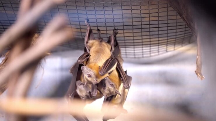 Front view of colony of bats hanging from wire mesh inside enclosure cleaning wings