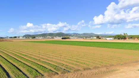 lettuce cultivation in outdoor field