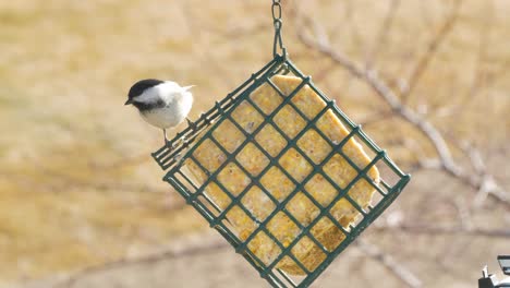 a black-capped chickadee eats corn and fat suet from a backyard feeder