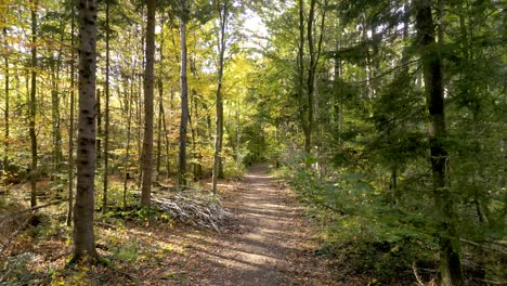 stunning drone retreat through european mixed forest in autumn: rays of sunlight piercing through trees, showcasing a golden tapestry of leaves and serene woodland beauty