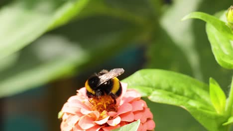 abejorro recogiendo néctar de la flor de zinnia rosada