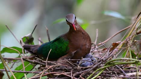 La-Paloma-Esmeralda-Común-Es-Común-En-Los-Países-Asiáticos-Y-Es-Famosa-Por-Sus-Hermosas-Plumas-De-Color-Esmeralda