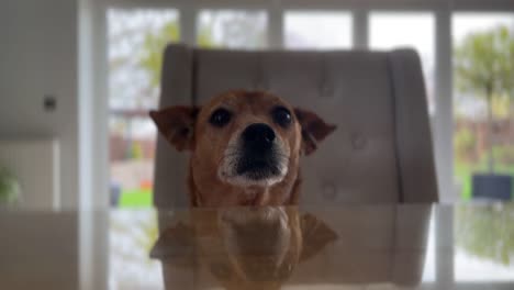 Lindo-Perro-Marrón-Mirando-Directamente-A-La-Cámara-Sentado-En-Una-Silla