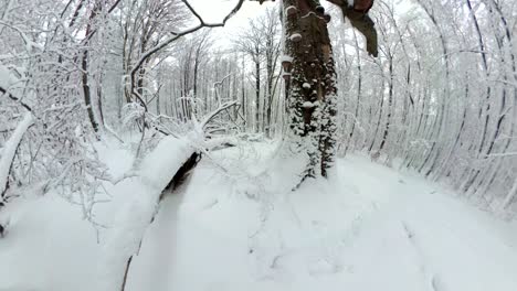 beautiful winter forest, old deciduous forest, vr360, 360vr, 360 video, 360 degree, vr, little planet effect
