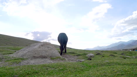 a young lulu cow grazing on grass than turns away low angle stabile shot against the sun