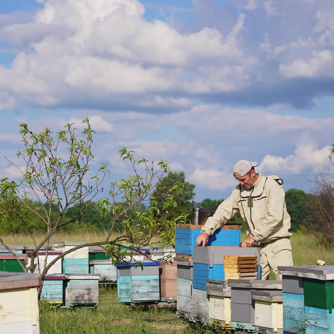 Hard-working apiarist takes the frames out of the hive and shakes off the bees sitting on them. Man piles the frames near the hive. Nature backdrop