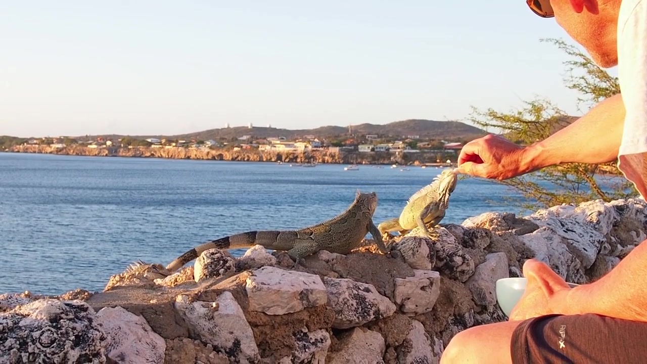 Disputa por comida entre iguanas verdes famintas em Westpunt, Curaçao