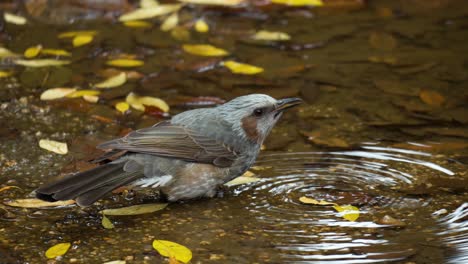 Brown-eared-Bulbul-Trinkwasser-Am-Ufer-Des-Seichten-Baches-Im-Herbstpark