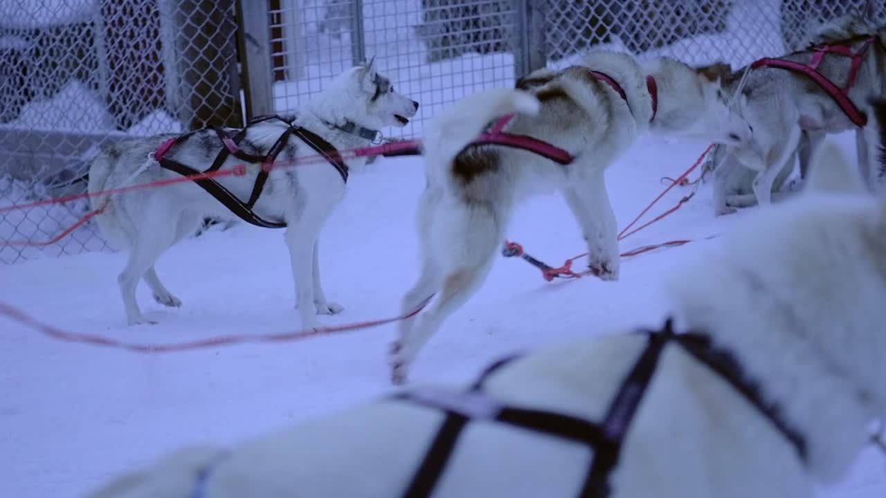 Slow motion of a sled dog impatient to start pulling a sleigh, in Lapland, Finland