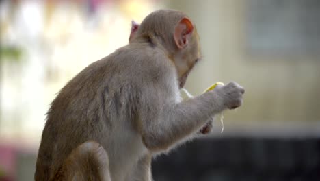 baby monkey eating banana closeup view