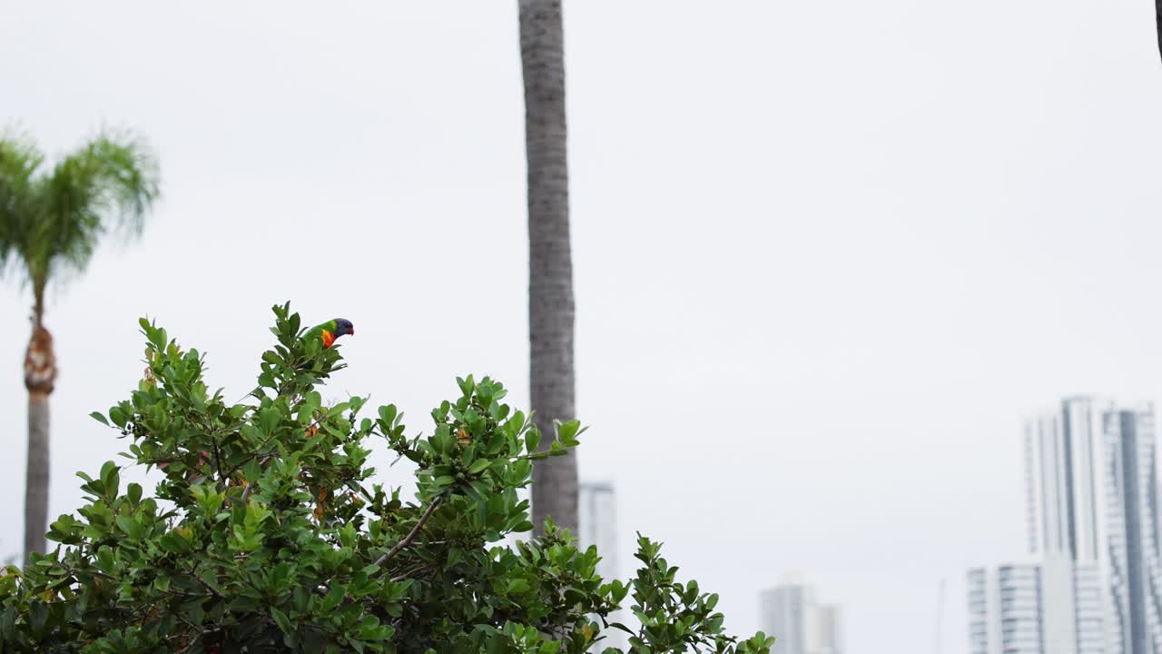 도시 환경 에서 나무 에서 날아다니는 다채로운 로리케이트