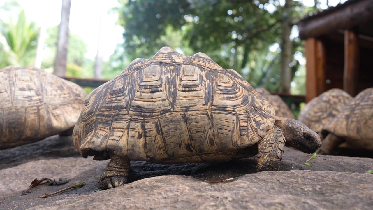 Tortoise in a nature park in Morogoro showcasing wildlife conservation, biodiversity, and the beauty of the natural environment.
