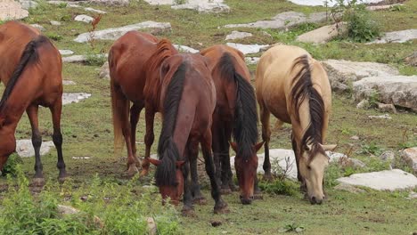 herd of horses grazing on mountain pasture in yenokavan, armenia