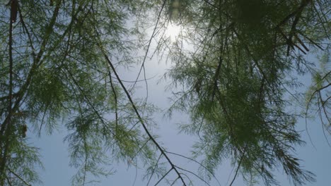 sunlight filters through tree leaves on sunny day in upward shot