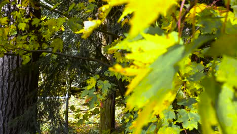 Close-up-of-leaves-in-mid-color-change,-Focus-switch-from-foreground-to-background