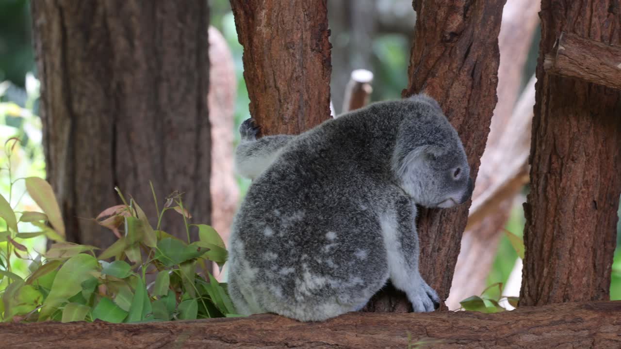 koala navegando en las ramas del zoológico de australia