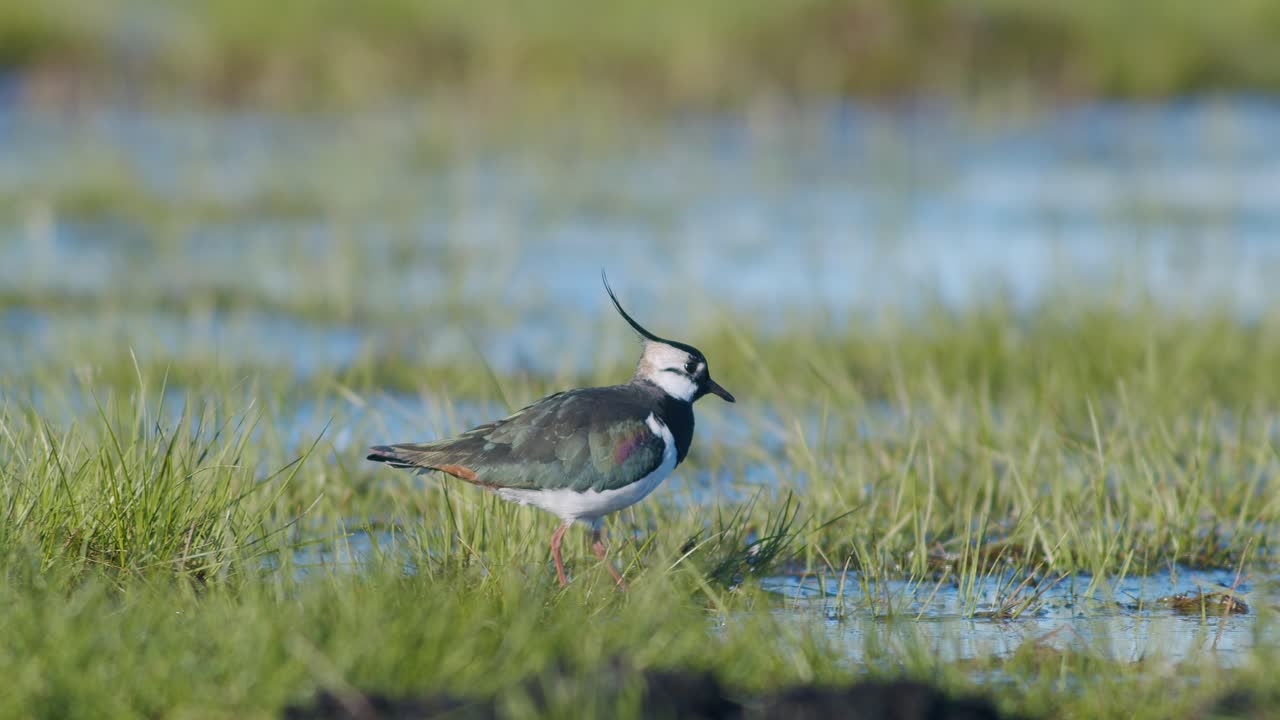 발 떨림 동작으로 지렁이와 함께 습지에서 먹이를 찾는 댕기물떼새