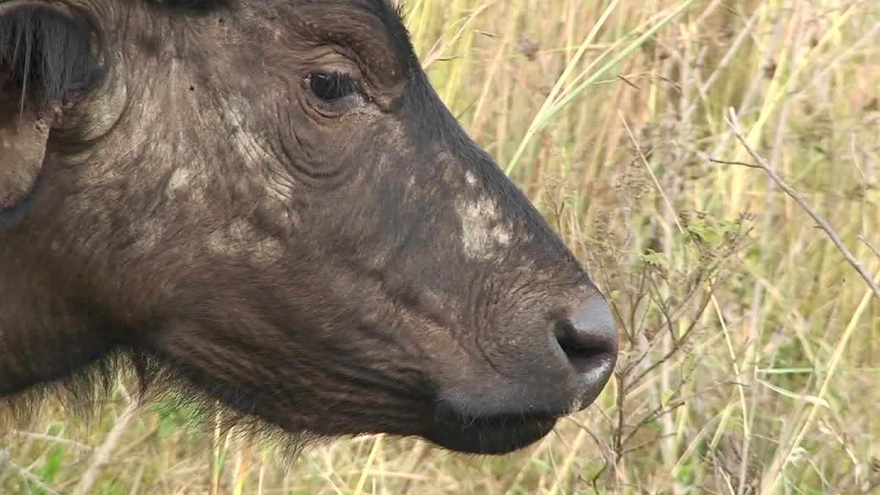un ñu pasta en la hierba alta 1