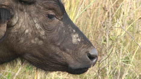 A-wildebeest-grazes-on-tall-grass-1