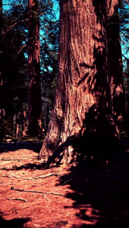 tall pine trees in a forest