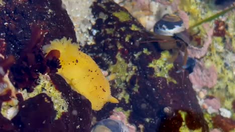 yellow nudibranch  underwater