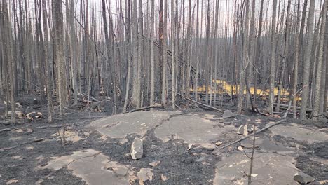 ¿Secuelas-De-Un-Incendio-Forestal,-Bosque-Después-De-Un-Fuerte-Incendio-Forestal?