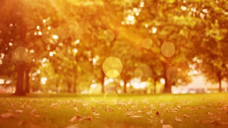 animación de puntos brillantes de luz sobre el parque de otoño en el fondo