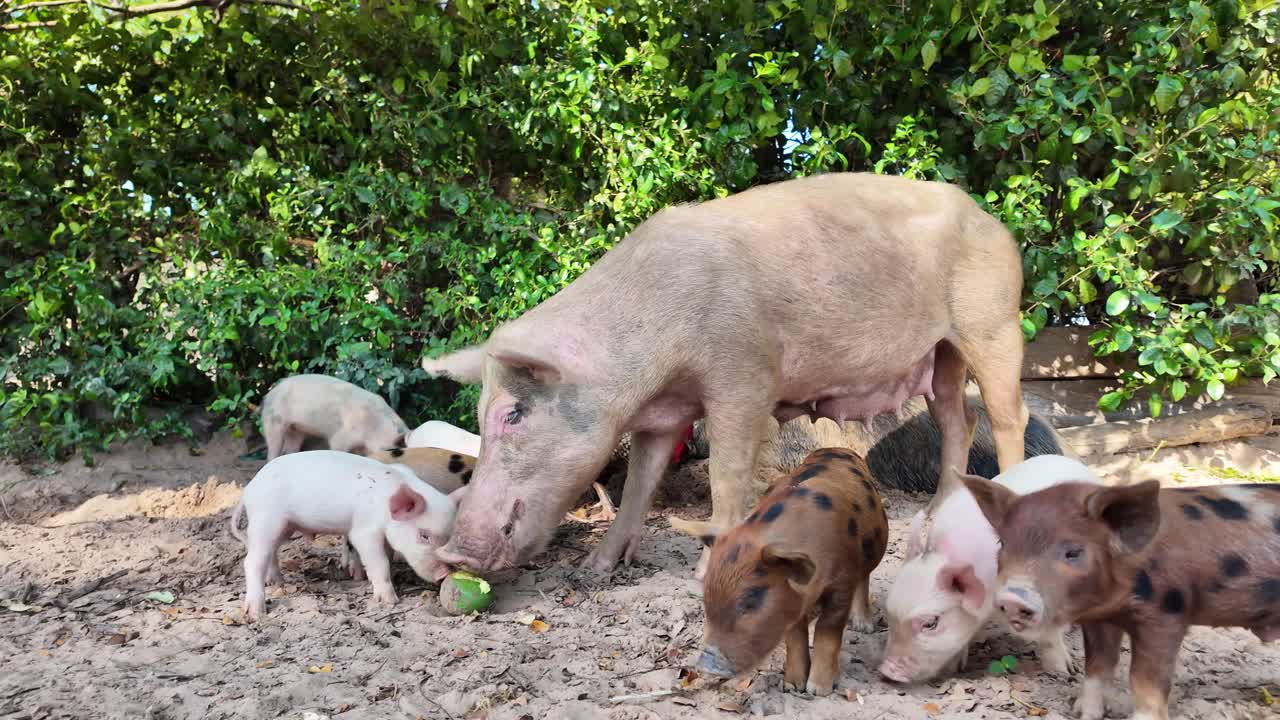 Baby Pigs Eating a Green Mango with a Mother Pig
