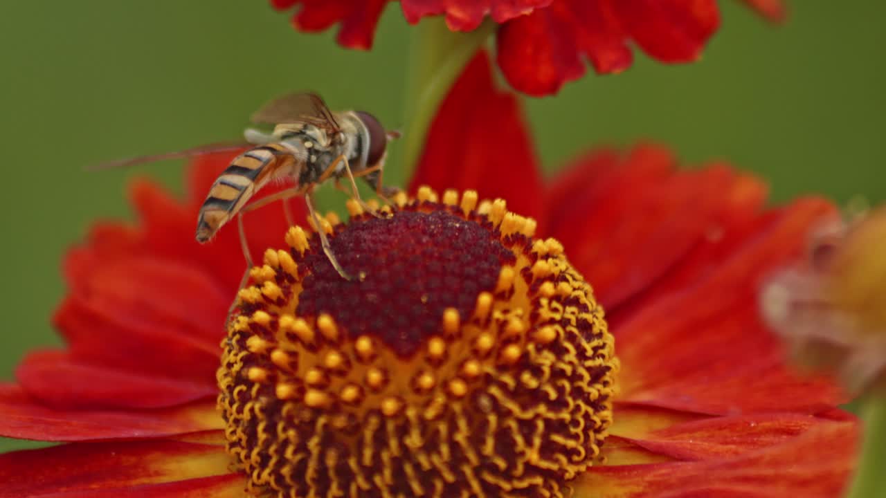 mosca flotante recolectando néctar de una flor roja y despegando - disparo de cámara lenta macro en primer plano