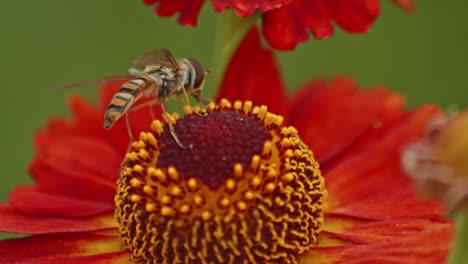 hover fly collecting nectar from a red flower and taking off - close up macro slow motion shot