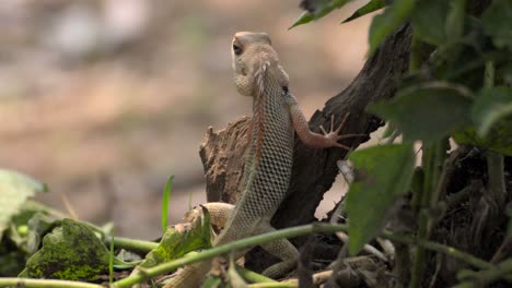 indian garden lizard looking  behind the tree