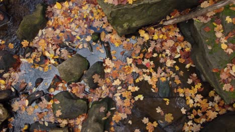 Tranquil-birdseye-view-aerial-pan-of-fall-leaves,-gentle-babbling-creek,-rocks