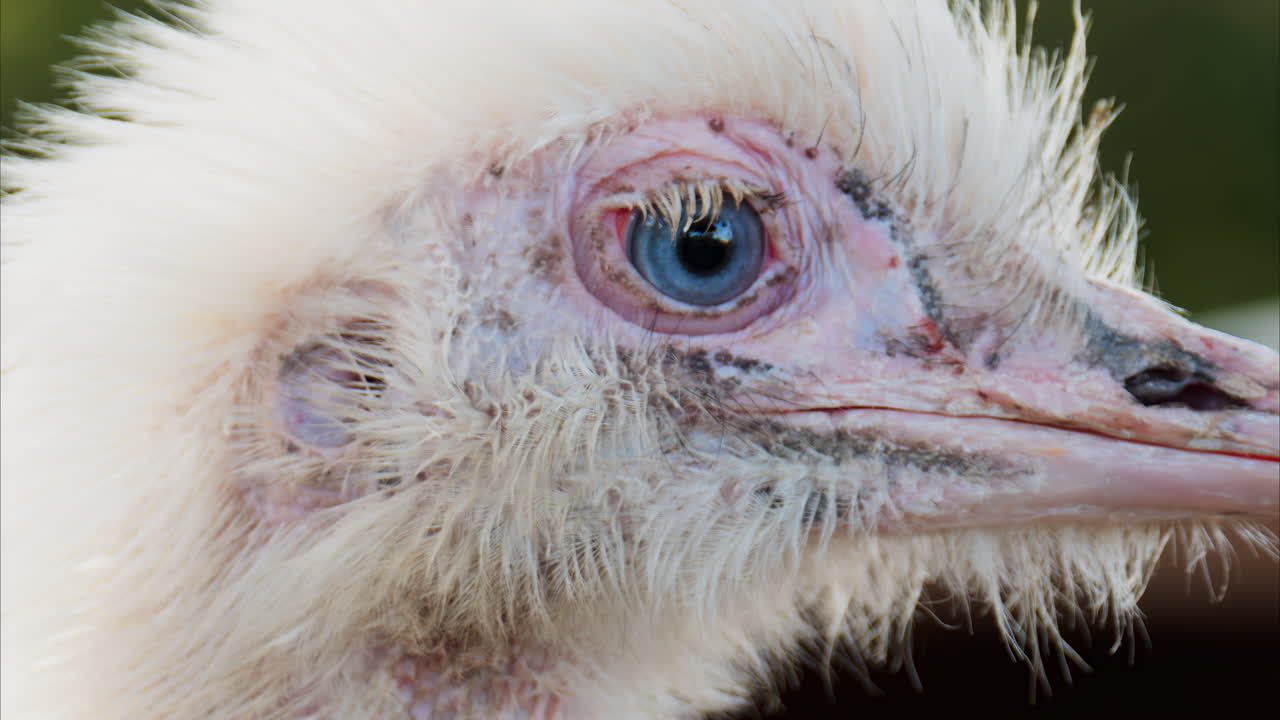 Close up of an ostrich's head on a blurred background