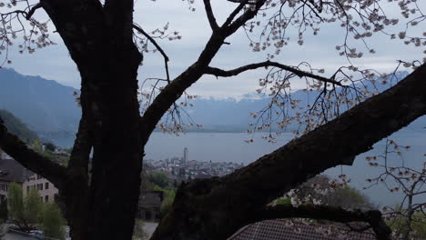 Aerial-fly-through-of-a-tree-with-pink-blossoms-with-a-beautiful-view-of-Lake-Geneva-near-Montreux,-Switzerland