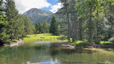 Parque-Nacional-De-Aigüestortes-España-Naturaleza-Protegida-Lerida-Catalunya-Lago-Cristalino-Paseo-Familiar-Vacas-Pastando-Al-Fondo-Rio-Sant-Nicolau