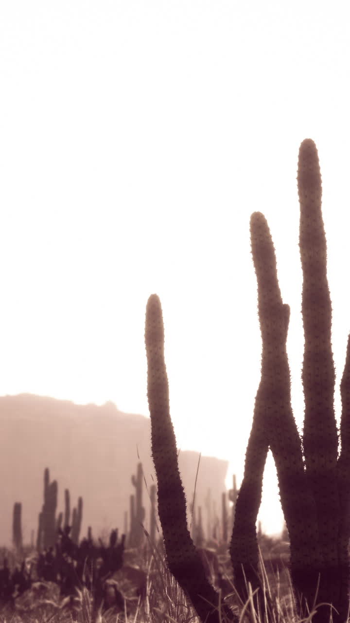 paisaje de cactus al atardecer