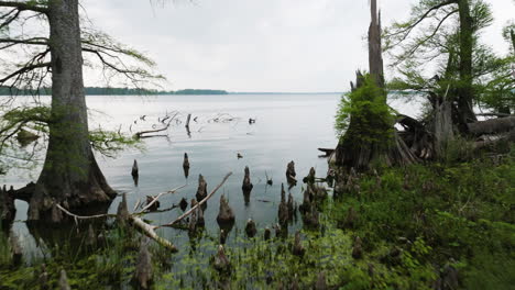 Humedal-Verde-En-El-Lago-Reelfoot,-Tennessee,-Con-Tocones-De-árboles-Y-Exuberante-Vegetación,-Cielo-Nublado