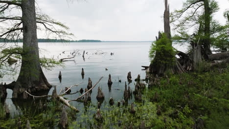 verdant wetland on reelfoot lake, tennessee with stark tree stumps and lush greenery, overcast sky