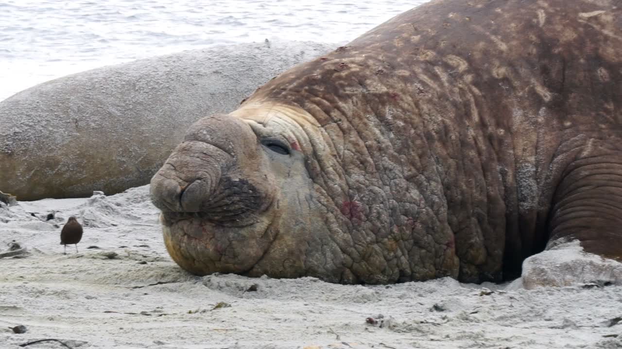 Sjöelefant och fågel på stranden
