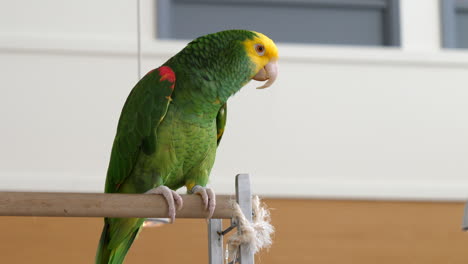 yellow headed amazon perched outside house. static