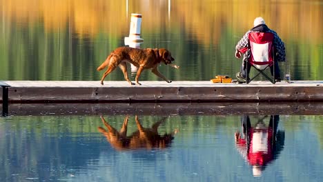 man fishing with dog walking through shot on dock in autumn